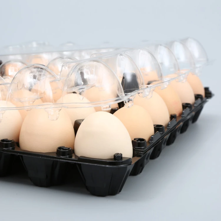 Wholesale Cheap Custom PET Disposable Turkey Egg Tray Container Plastic Transparent for Eggs