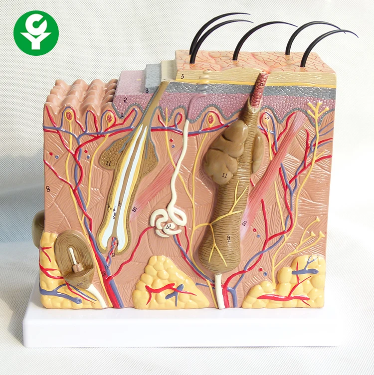 
50 times the teaching demonstration model of enlarged human skin anatomy model 