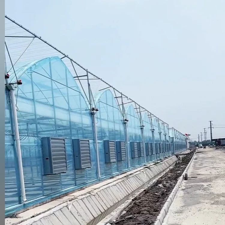 Томатная теплица serre agricole гидропоника коммерческая для продажи сельскохозяйственное оборудование продажа теплицы hous