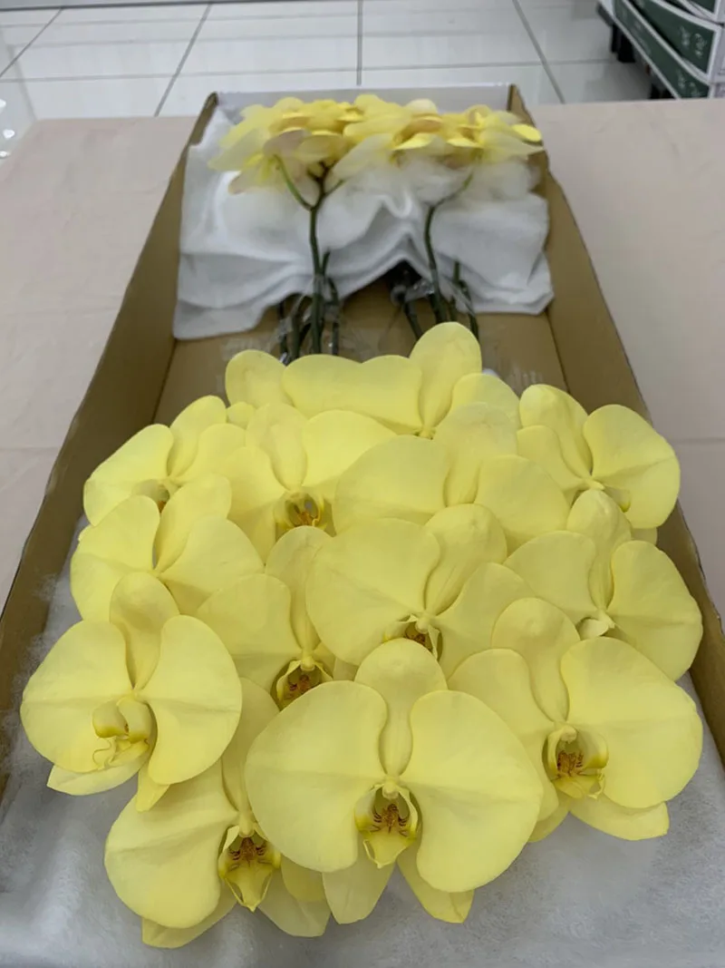 Wholesale Cheap Phalaenopsis Orchid Preserved Flowers Yellow