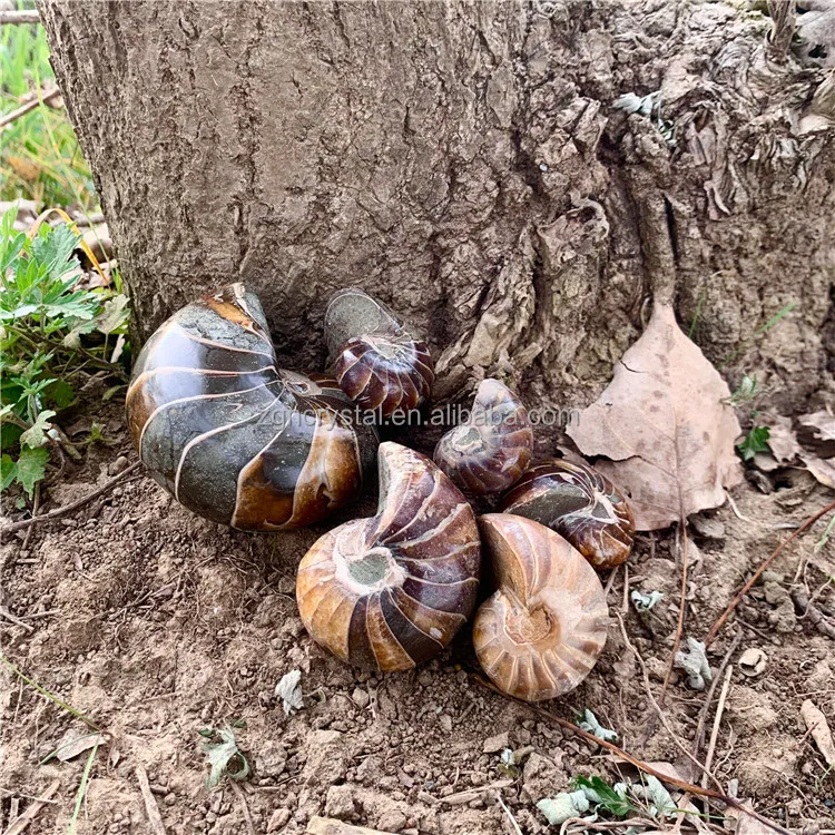 Оптовая продажа, натуральный аммонит, ископаемый образец улитки, ископаемый для украшения