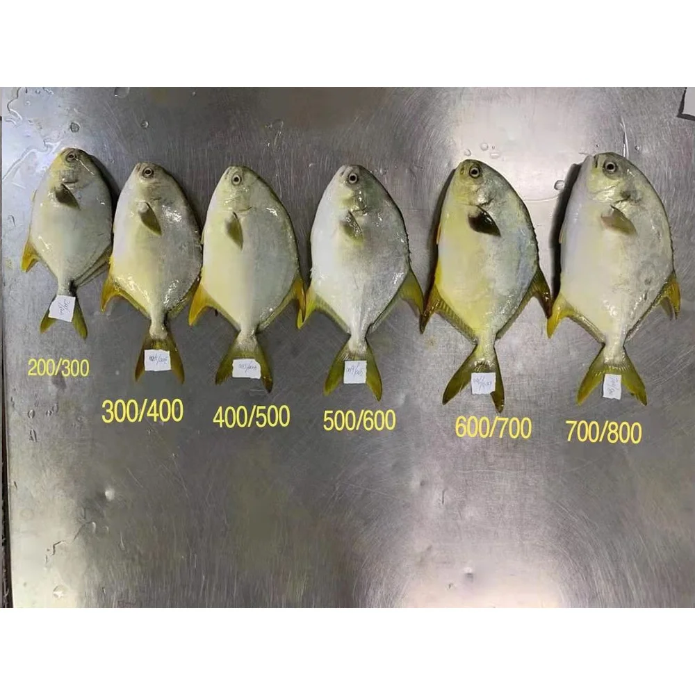 Frozen golden pompano /pomfret frozen golden pomfret fish golden pompano fish pomfret