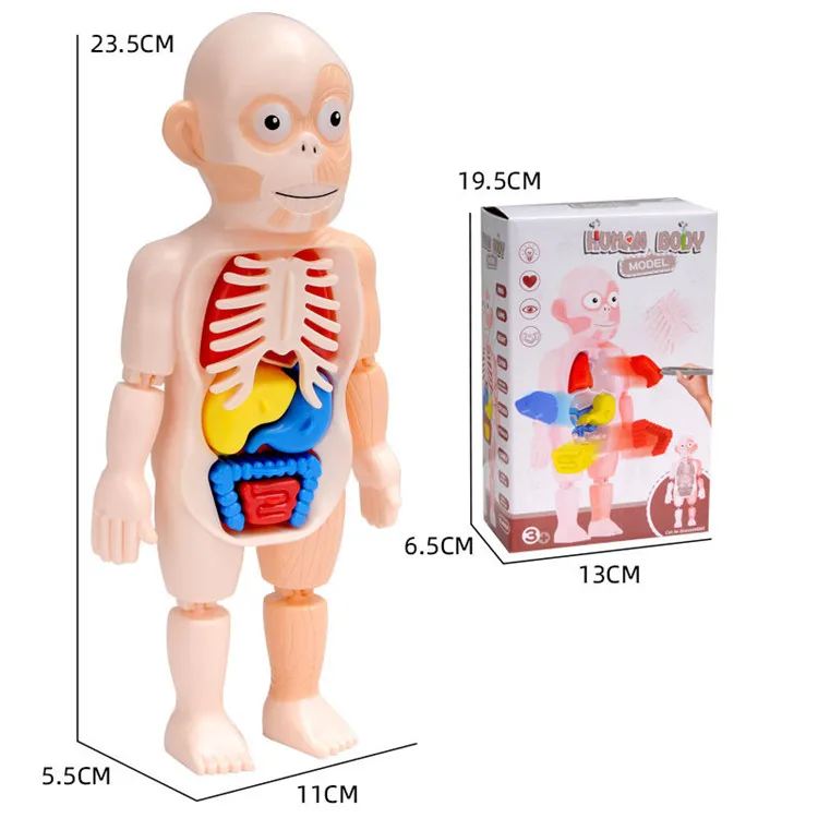 
Kids experimental teaching other educational toys human organ model puzzle toy 