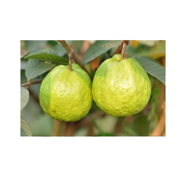 Свежий гуава премиум класса из Таиланда лучший продавец