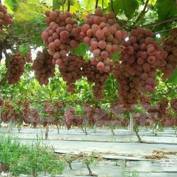 
Agricultural Reflective Film Micron PET Film For Fruit Trees 