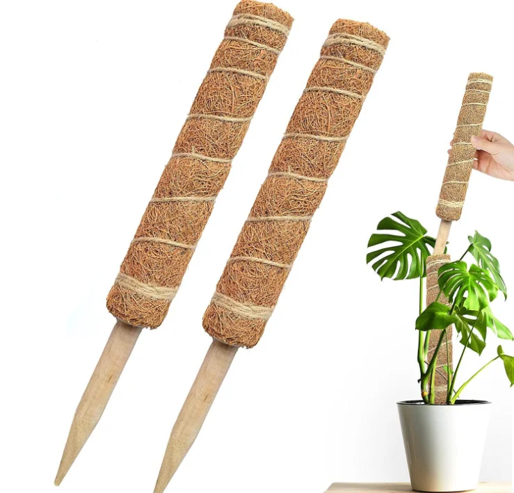 extend the plant climbing rattan coconut palm stick green coconut palm stick indoor pot crawling