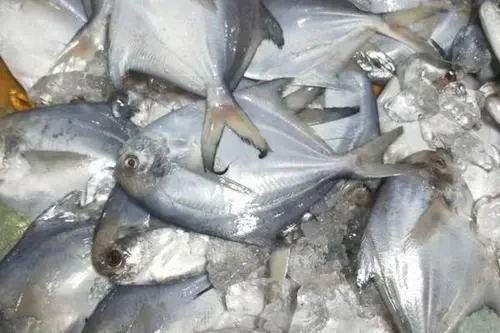 Frozen fish supplier fresh White pomfret wholesale