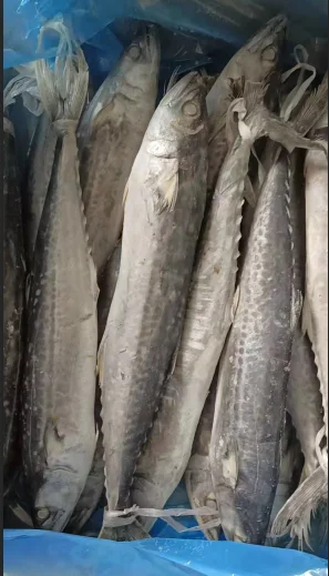 Hot Sale and High Quality Frozen Spanish Mackerel