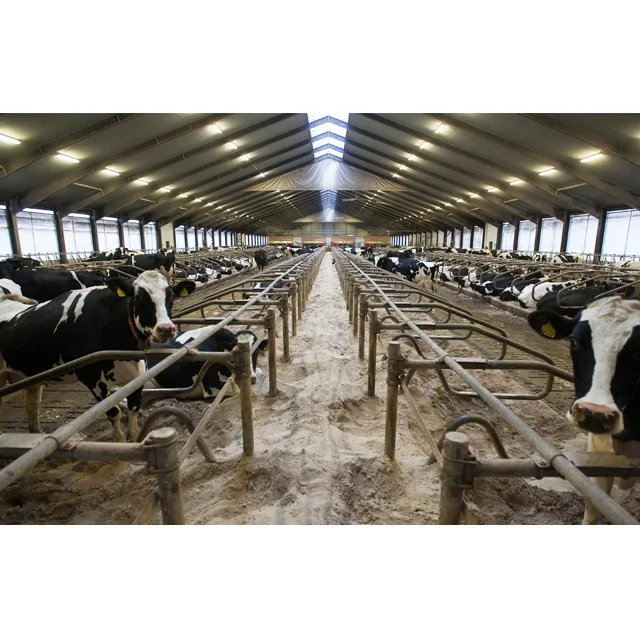 Низкая стоимость Современная сборная стальная конструкция сарай для выращивания молочных коров разведения металлических сараев строительство домов крупного рогатого