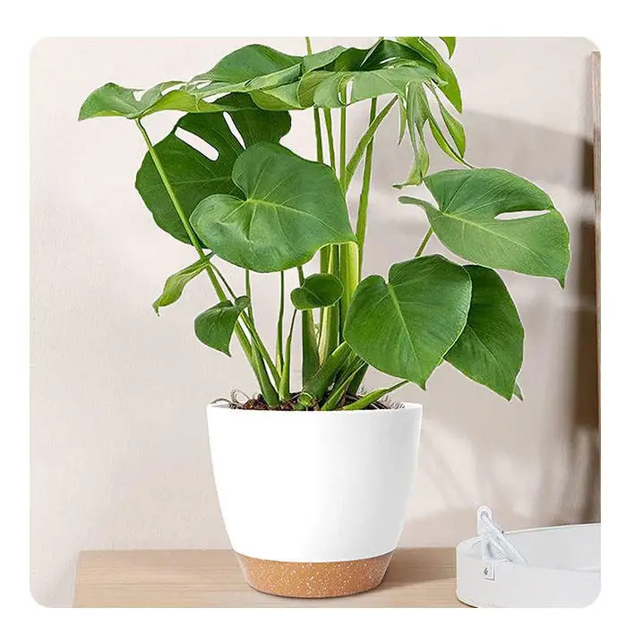 Garden Supplies 8-Inch Side Plastic Terracotta Flower Pot With Self Watering And Self Absorbing Water