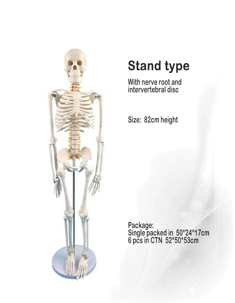 Most popular in Human Skeleton For Biology Lab Education