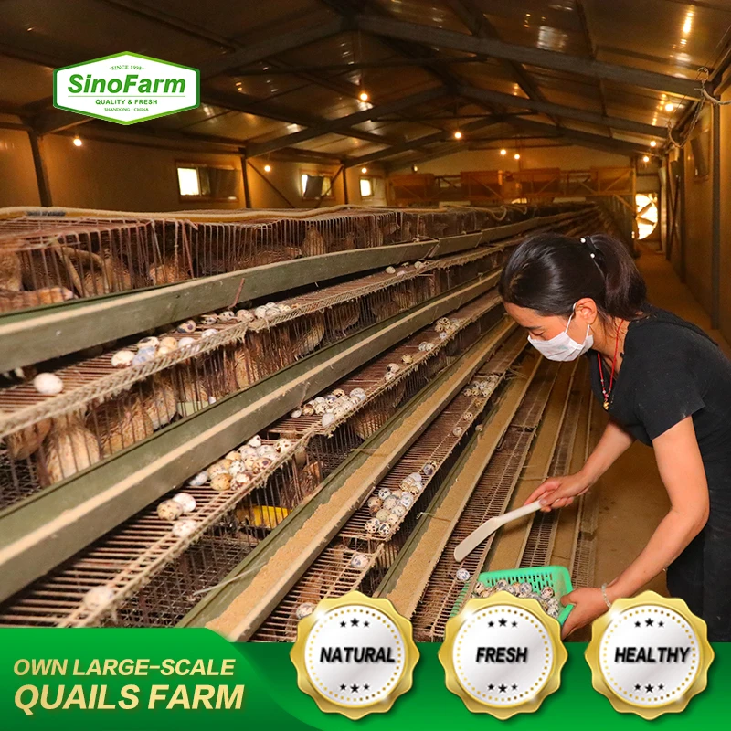 Shandong Sino Farm factory supply Weight of 425g 850g 3kg salted canned boiled quail eggs in brine water export for sale