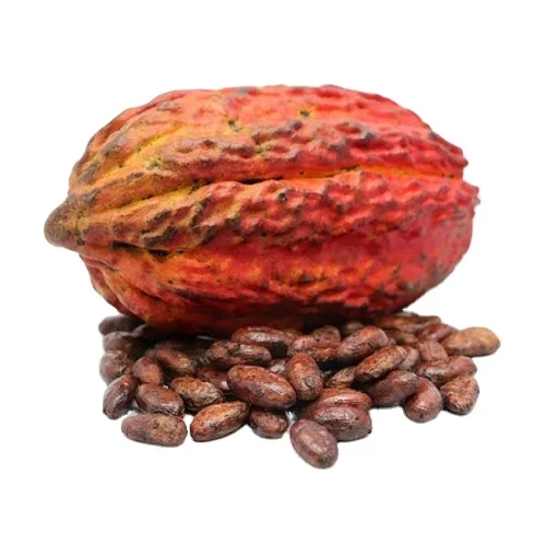 Sun Dried Raw Cocoa Beans, Cocoa Beans Suppliers, Manufacturers, Wholesalers Wholesale Raw Processed Cocoa Beans