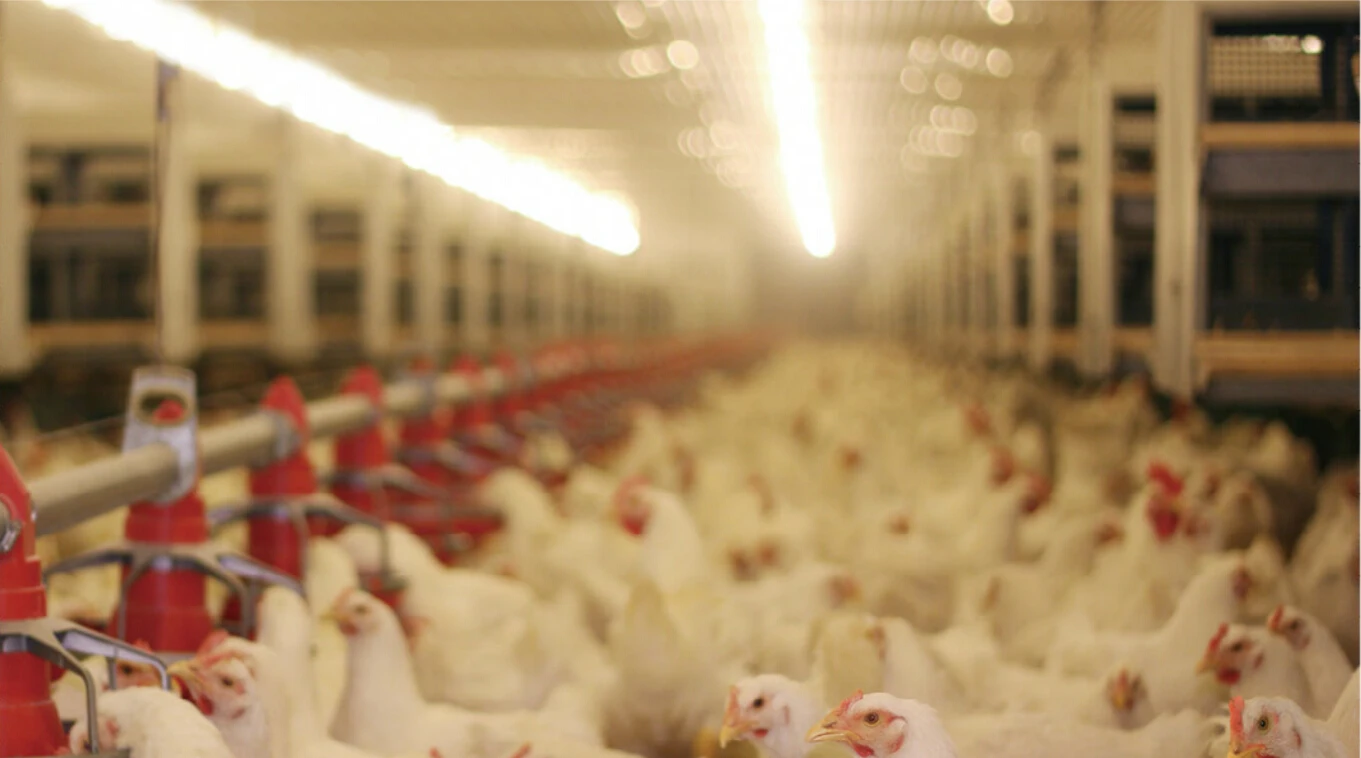 Ce Saa Sk Series Stainless Steel Ip65 Tri-Proof Led Poultry Light Fixture Waterproof