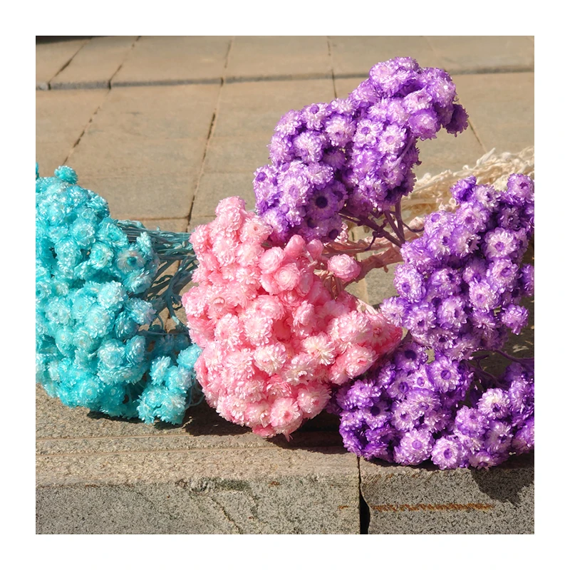 Floristic Material Yunnan Most Popular Dried Helichrysum For Valentines Gifts Decoration