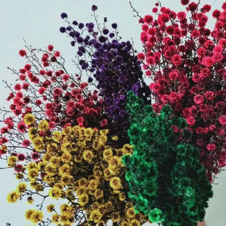 like amber crystals Eternal Blue Plum flower tiger eye flower stirlingia halloween