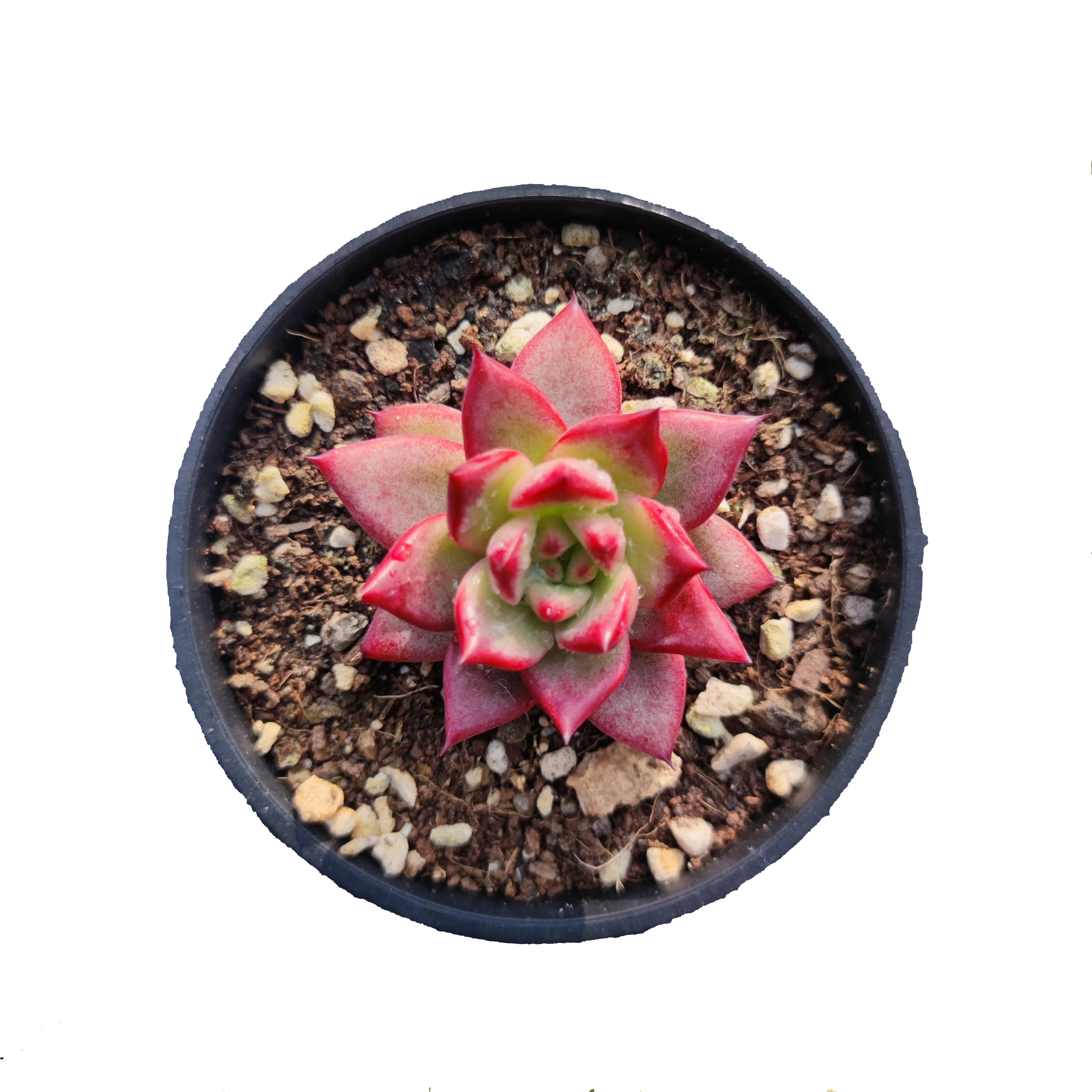 
Popular echeveria suculentas natural succulent wholesale live plants from China nursery 