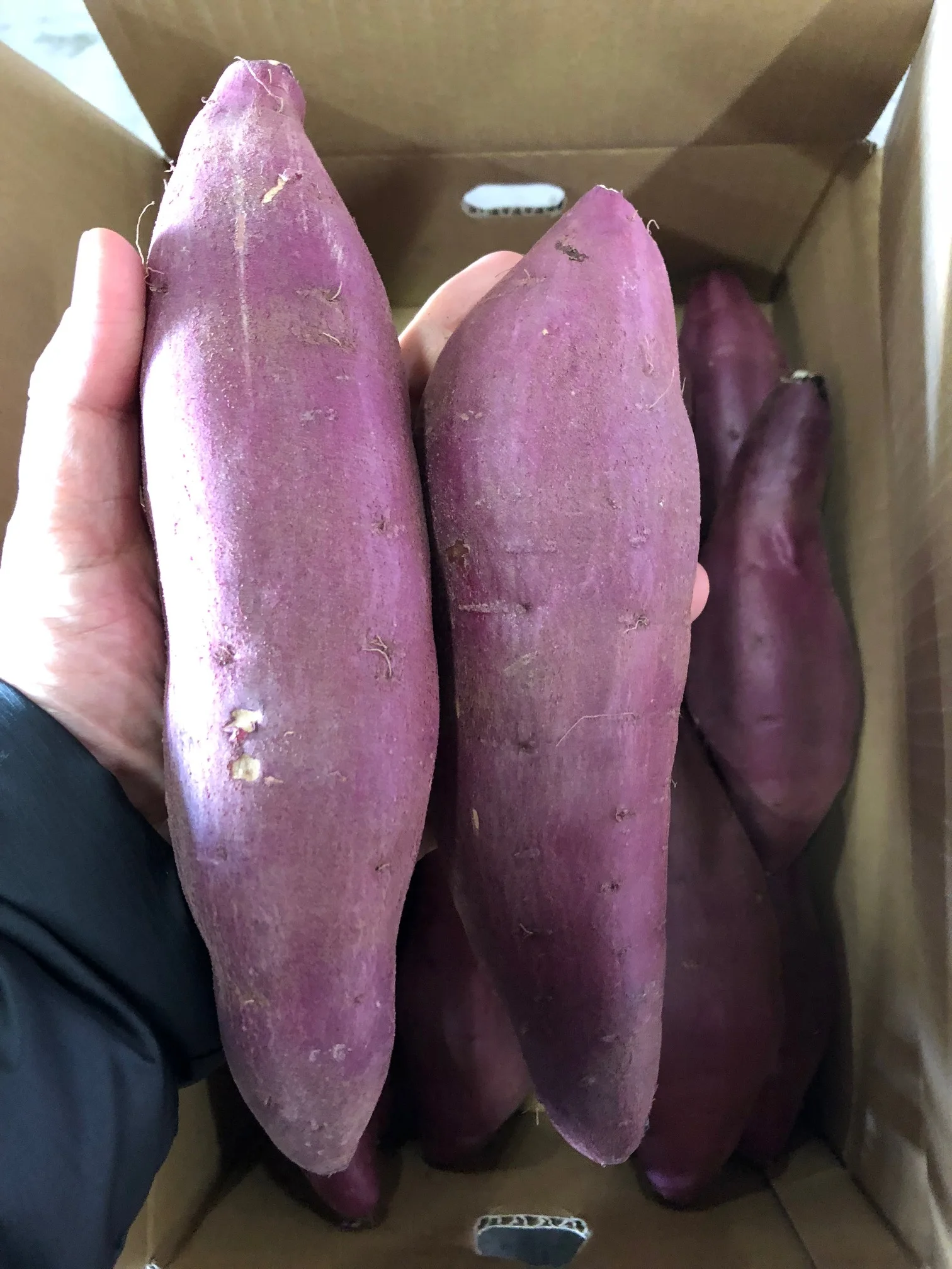 
Hot sale delicious low heat japan frozen fresh sweet potato for wholesale 