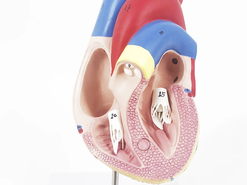 YA/C022 Heart model, life size, 2 parts