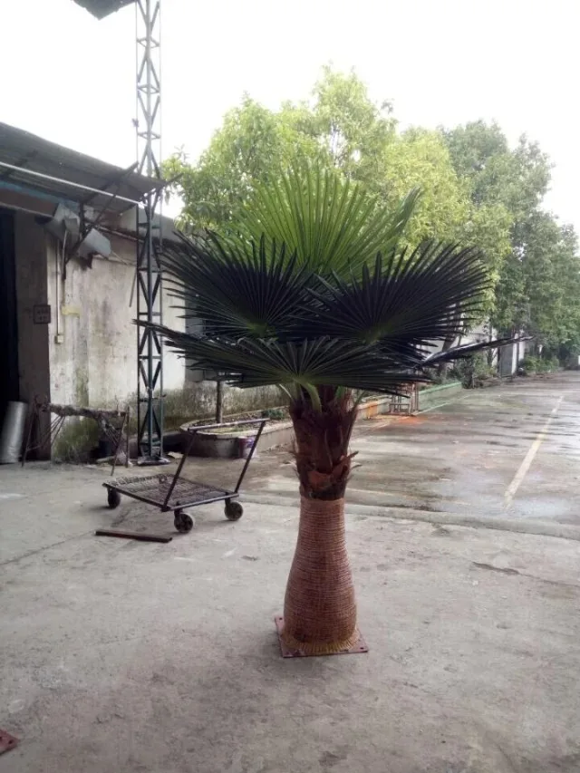 China Supplier Wholesale Tropical Plants Sago Palm Cycas Artificial Bonsai Tree For  for Home Decoration