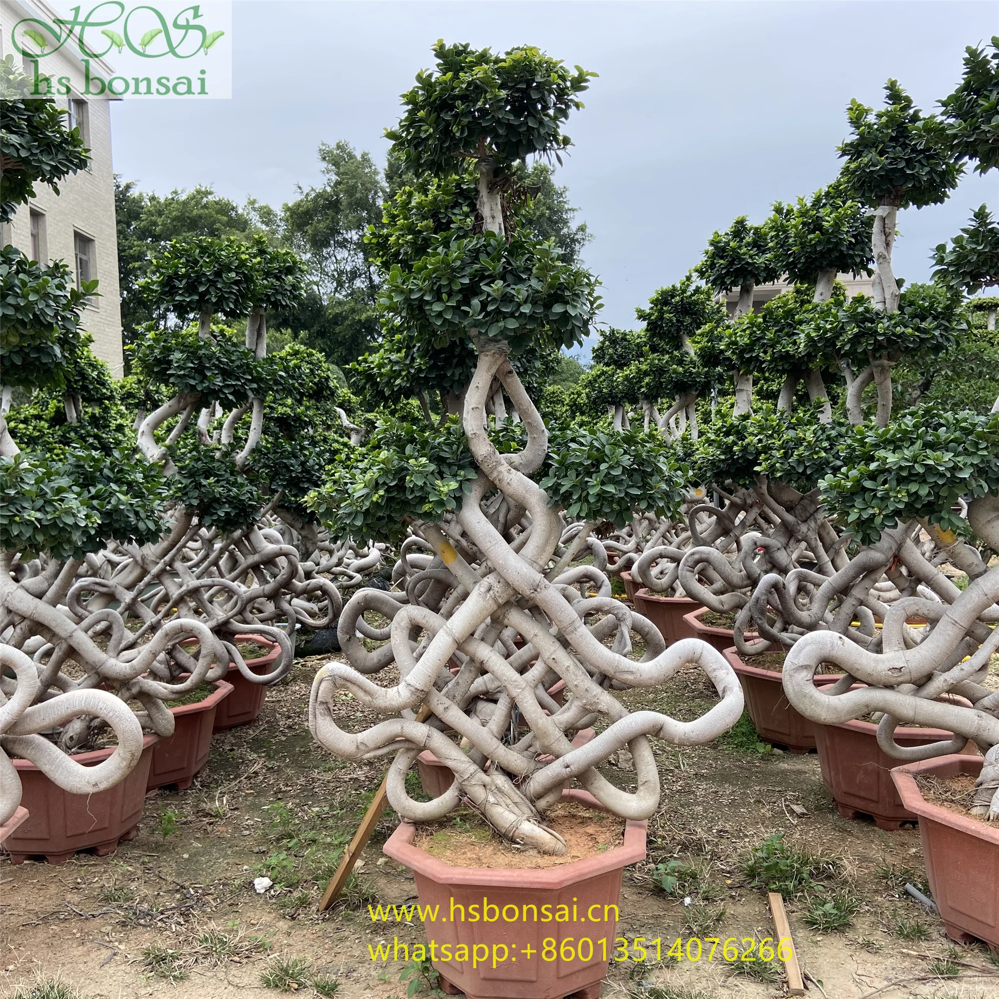 
Beautiful FICUS MICROCARPA ,Chinese Banyan ,Ornamental plants ficus plants butterfly shape at 1.8m height 
