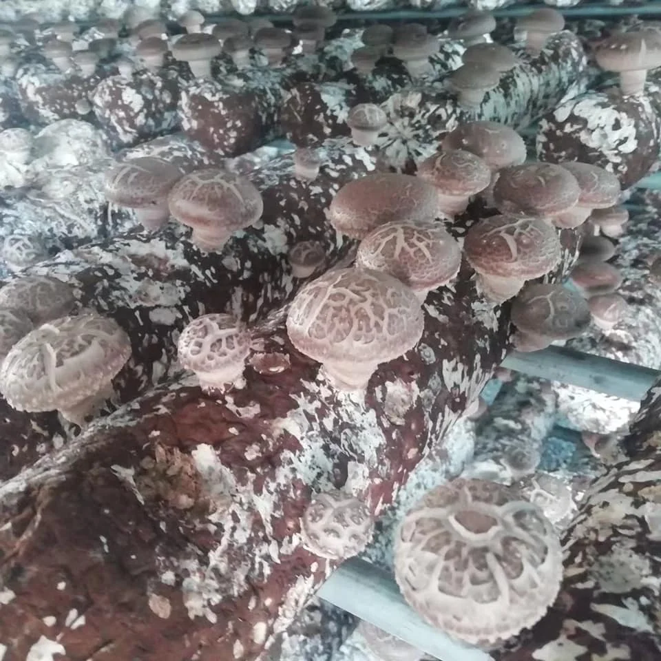 
Organic Shiitake Substrate Mushroom Spawn Logs Easy Grow Mushroom Kit 