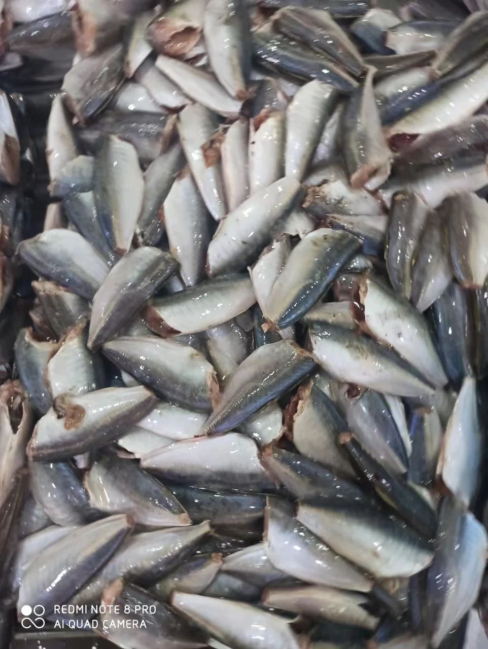 HGT Horse mackerel fish Chinese seafood head off tail off round scad 7-9cm 9-11cm frozen fish basa fish