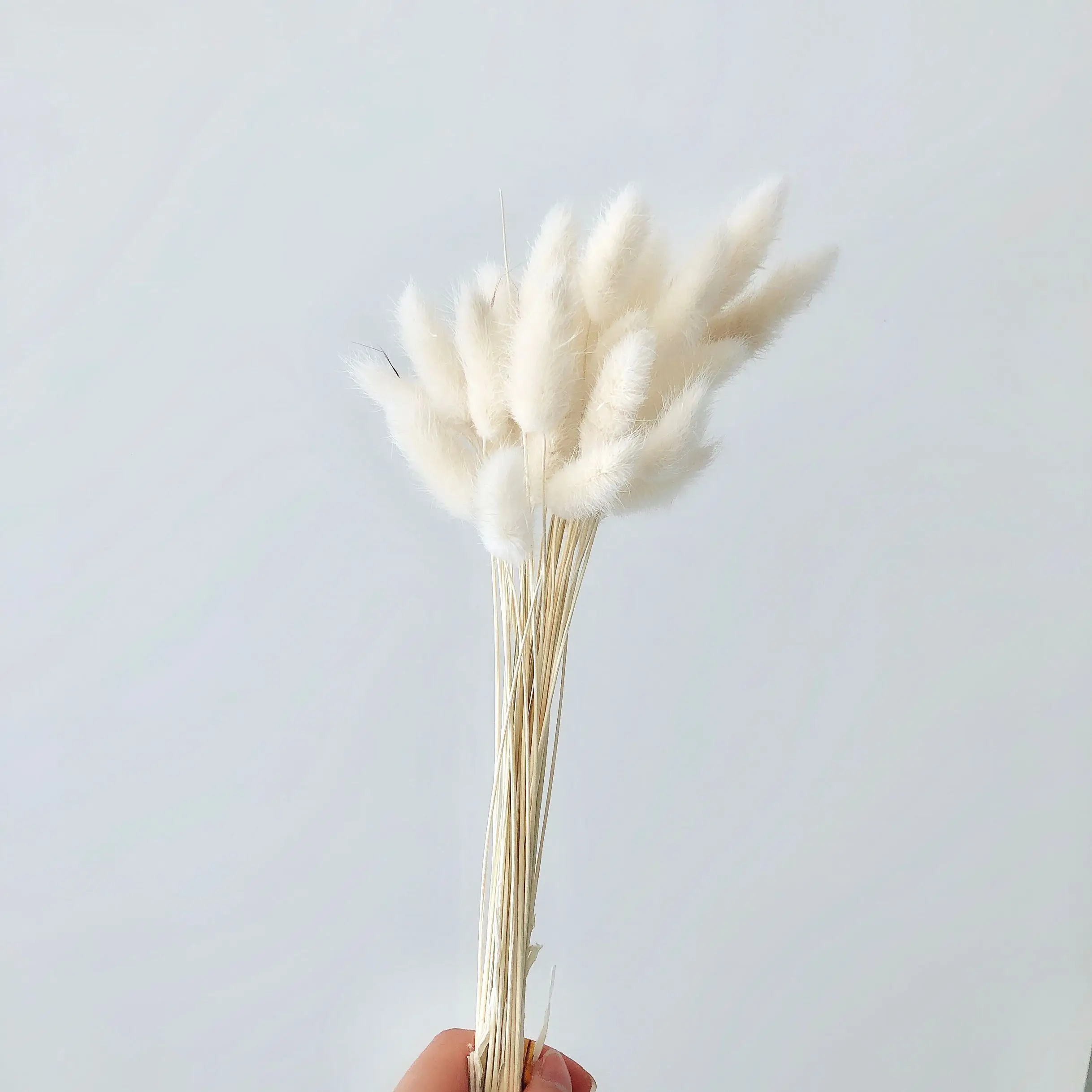 
2021 Ins Factory supply beautiful dried rabbit tail grass Lagurus ovatus for Wedding decoration 