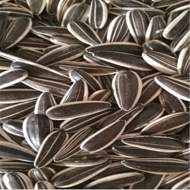 Factory price high quality wholesale nutritious agricultural sunflower seeds sweet