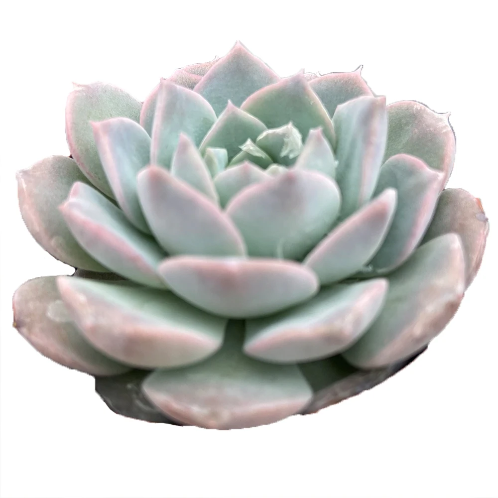 
Direct Selling About7cm green Living Plants Decorative Indoor Plants for Indoor Outdoor Bonsai Plants 