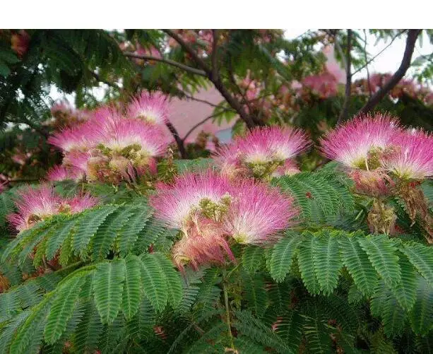
Beautiful flowers silktree pink silk tree seeds for planting 