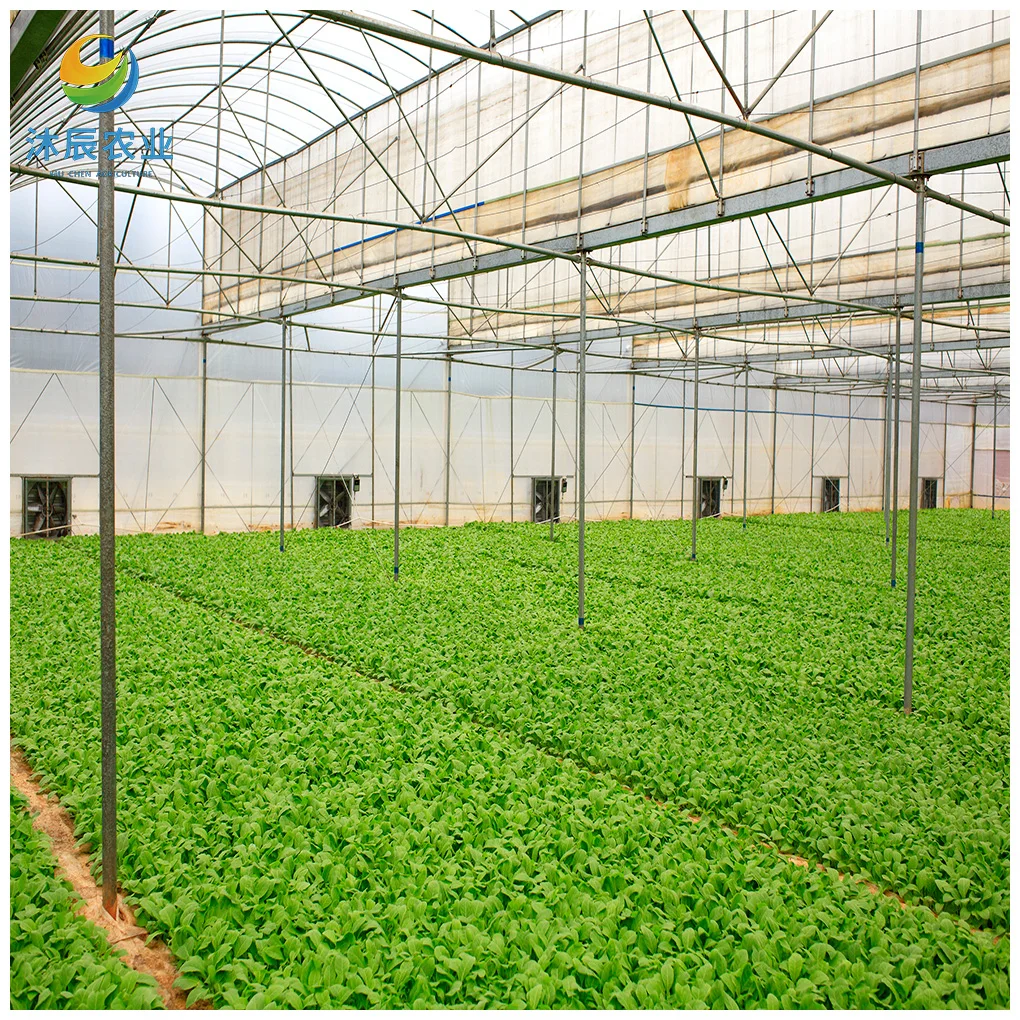 Commercial Agriculture Film Greenhouse Growing Strawberry With Hydroponic System Multi-span Greenhouses
