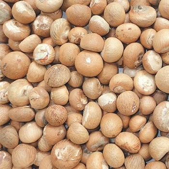 Split Lalee fresh crop good cut organic raw betel nut for sale