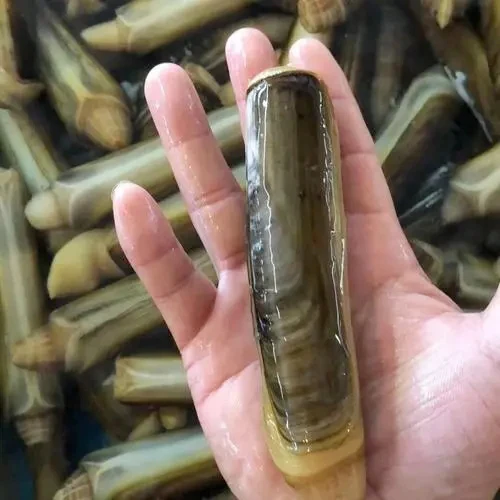 New Stock Fresh Seafood Frozen Whole Razor Clam With Shell