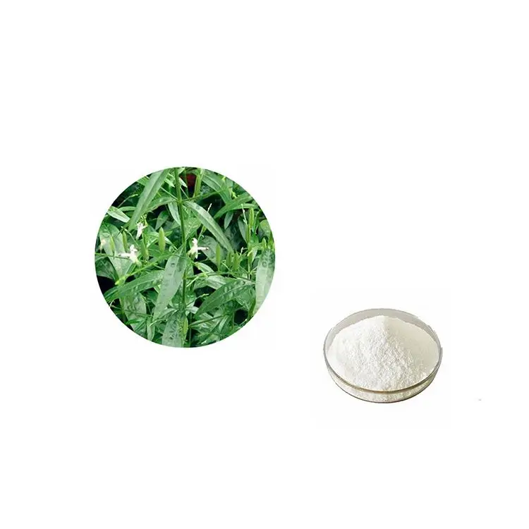 High Quality Security Andrographis Paniculata Powder Plant Extract 98% Andrographolide