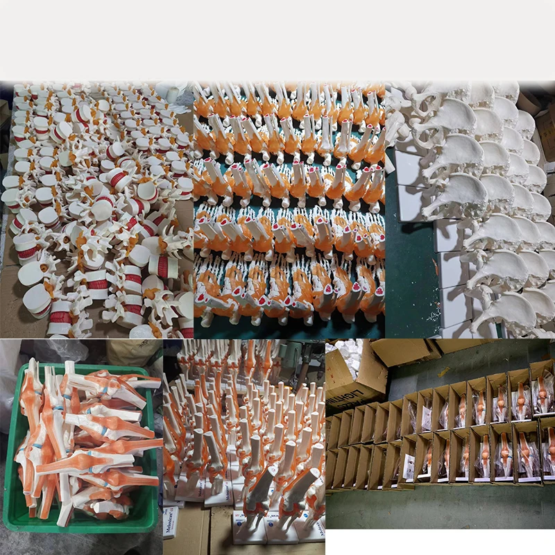 Production PVC Hand Skeleton Model Teaching Anatomical Joint Custom Made Artificial Life-Size Human