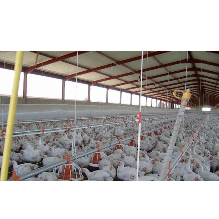 Low Structure Frame Poultry Farm Building Chicken House Shed In Malaysia