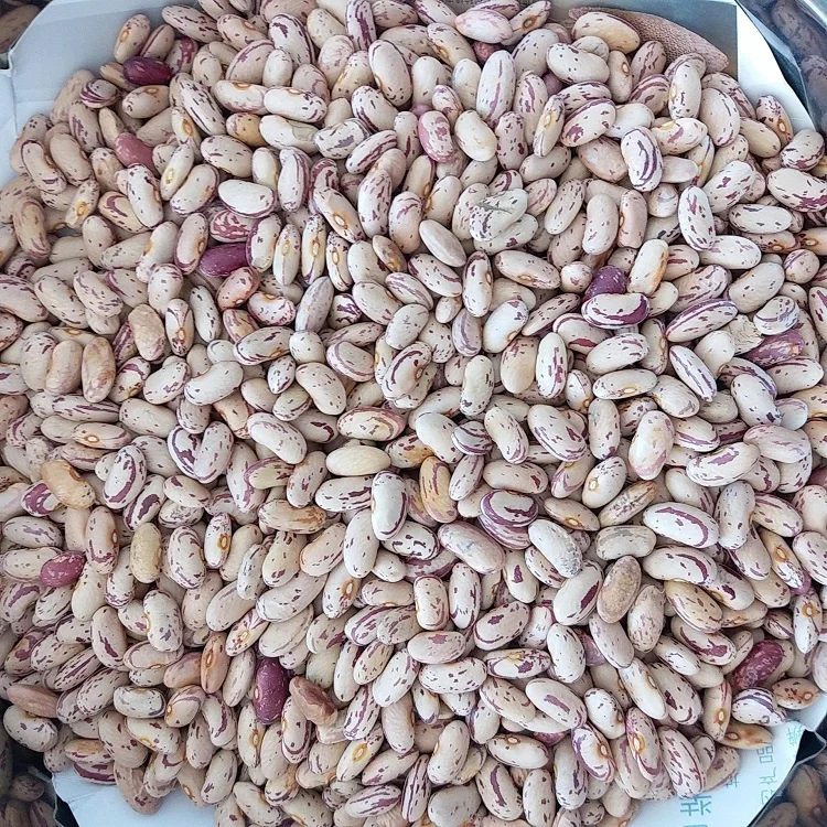 
New crop best quality beans dry pinto beans light speckled kidney bean LSKB Sugar 