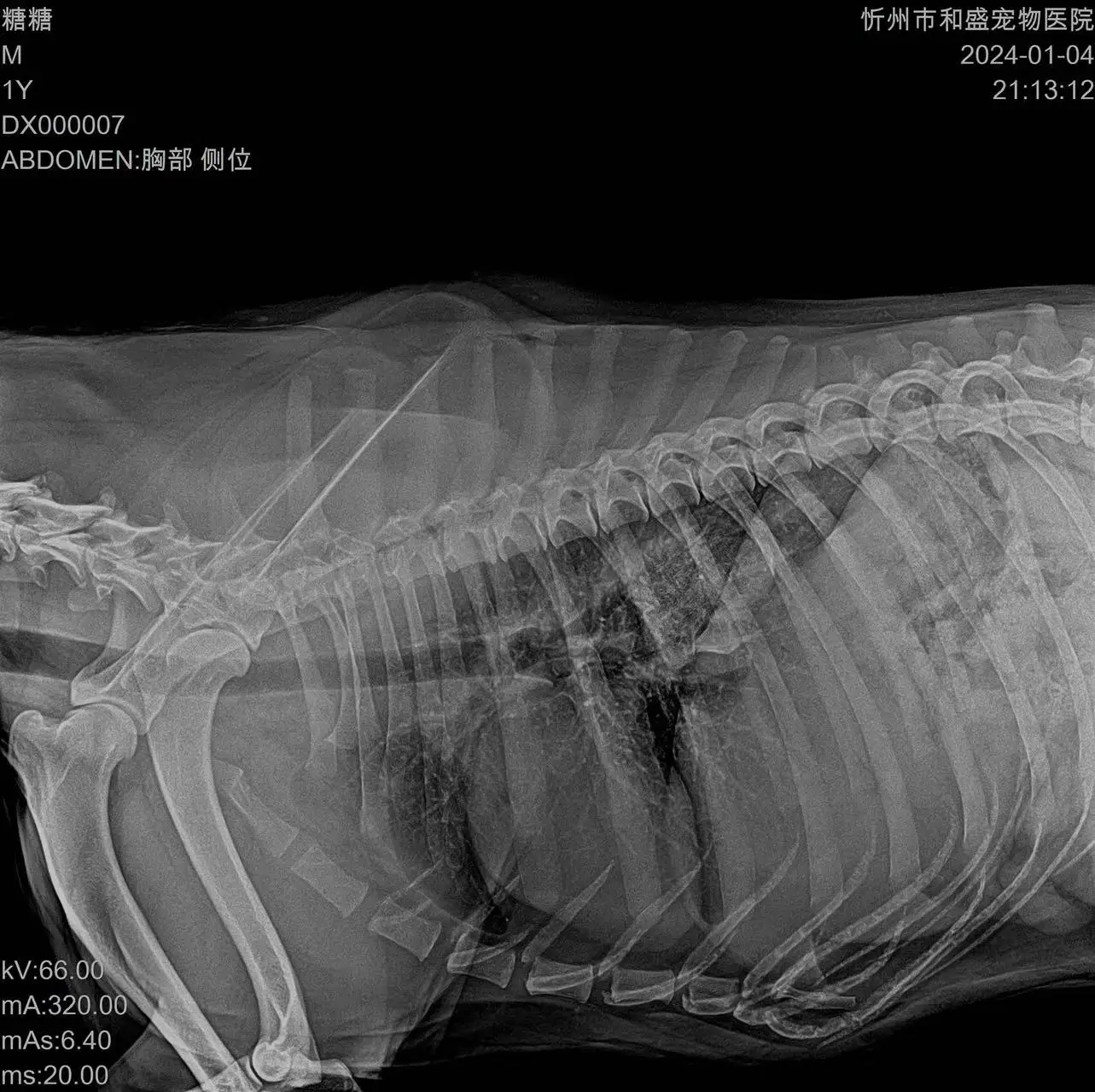 Iray Mars 17x17 Veterinary Use Digital X Ray System 17*17 Wireless Dr Flat Panel Detector with Software