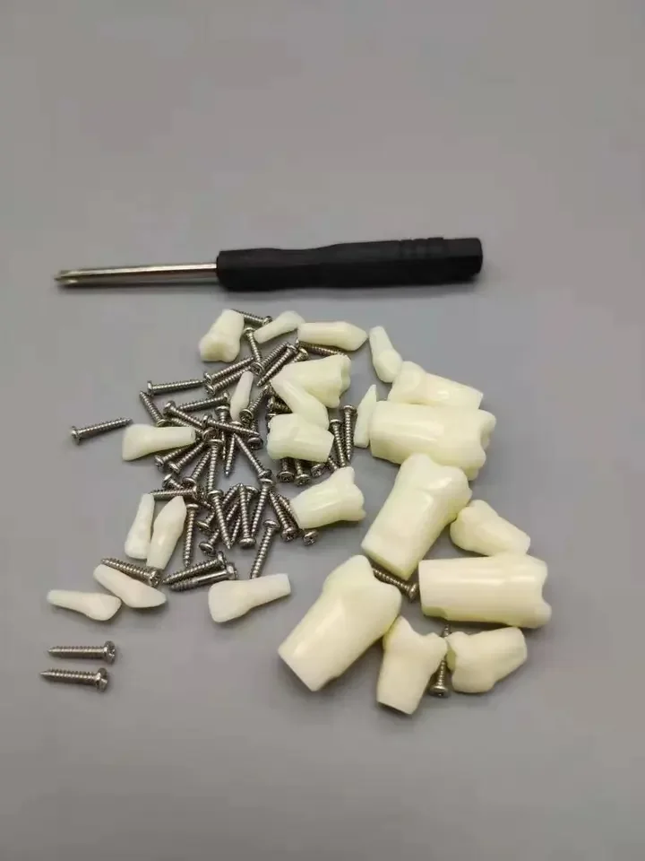 Favourable False Teeth Dental Teaching Model