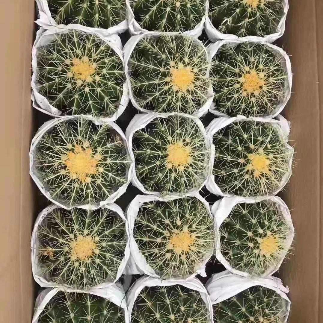 
Sell cactus at a low price 