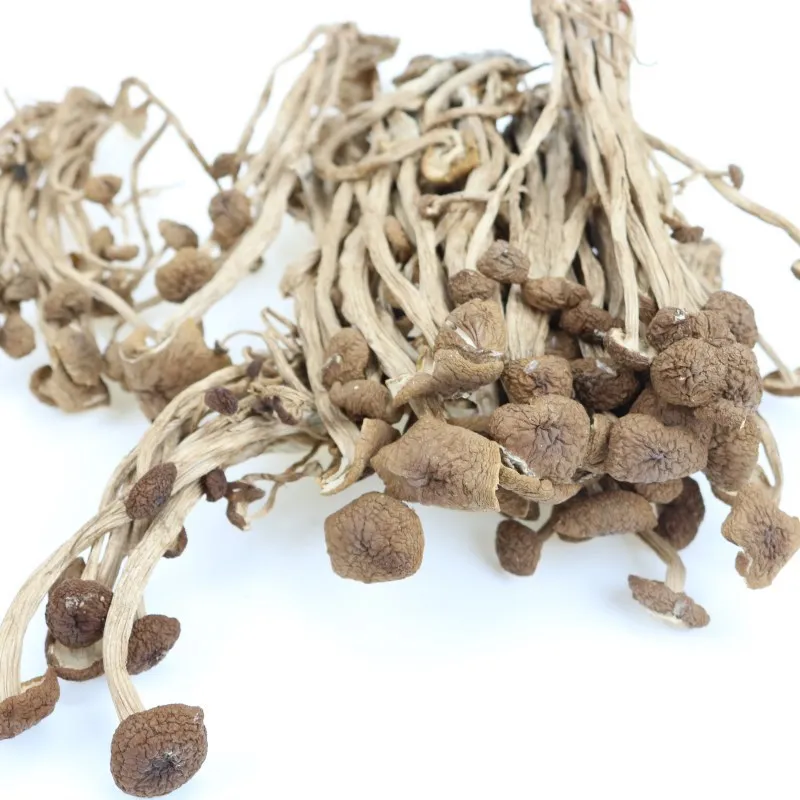 High Quality Dried Agrocybe Cylindracea Healthy Dried Mushrooms