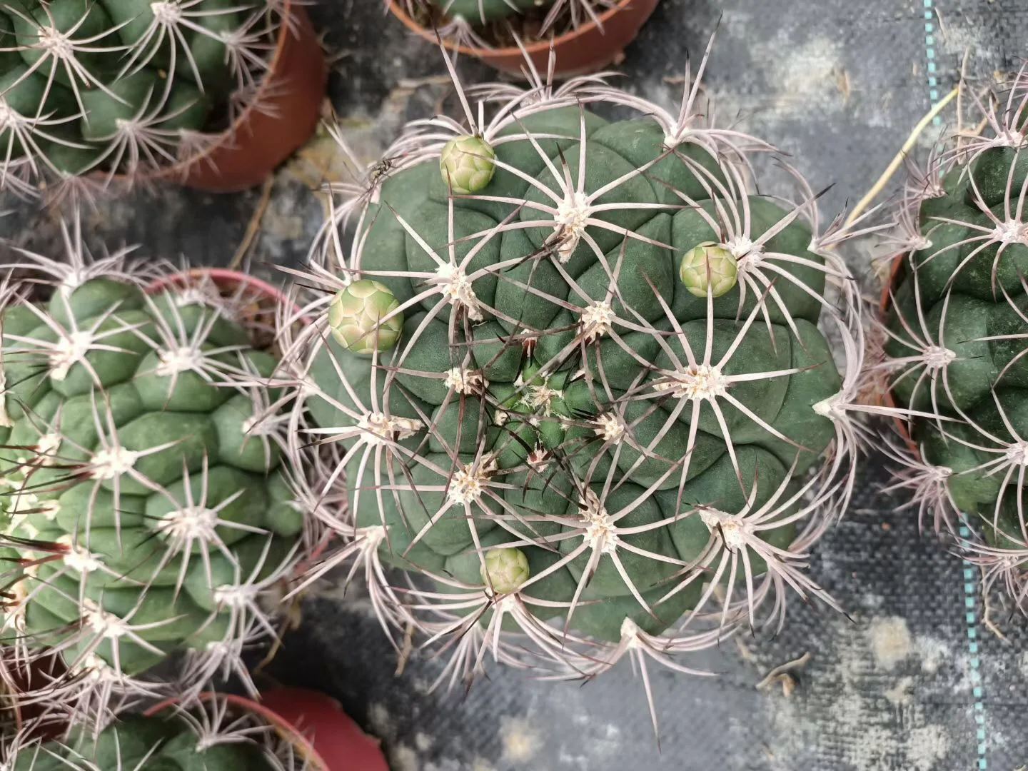 
wholesale woody plant live mini cactus indoor home office decorate blooming cactus bonsai 