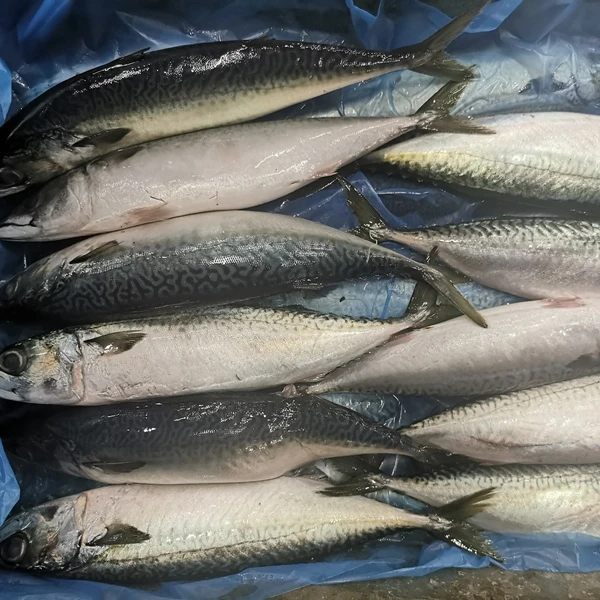 New Caught Seafood Frozen Seafrozen Bqf Pacific Mackerel Fish For Customer 300500g Size On Sale Good Quality Market