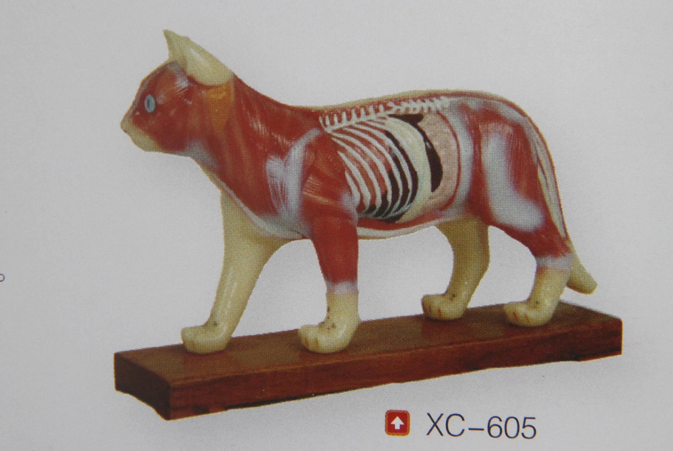cat anatomical model anatomy models of animals