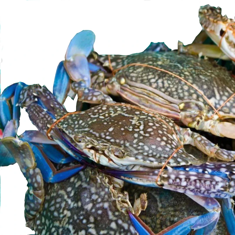 Fresh Frozen High Quality Blue Crab Factory Price Freshly Caught Blue Crab Hot Selling Crab