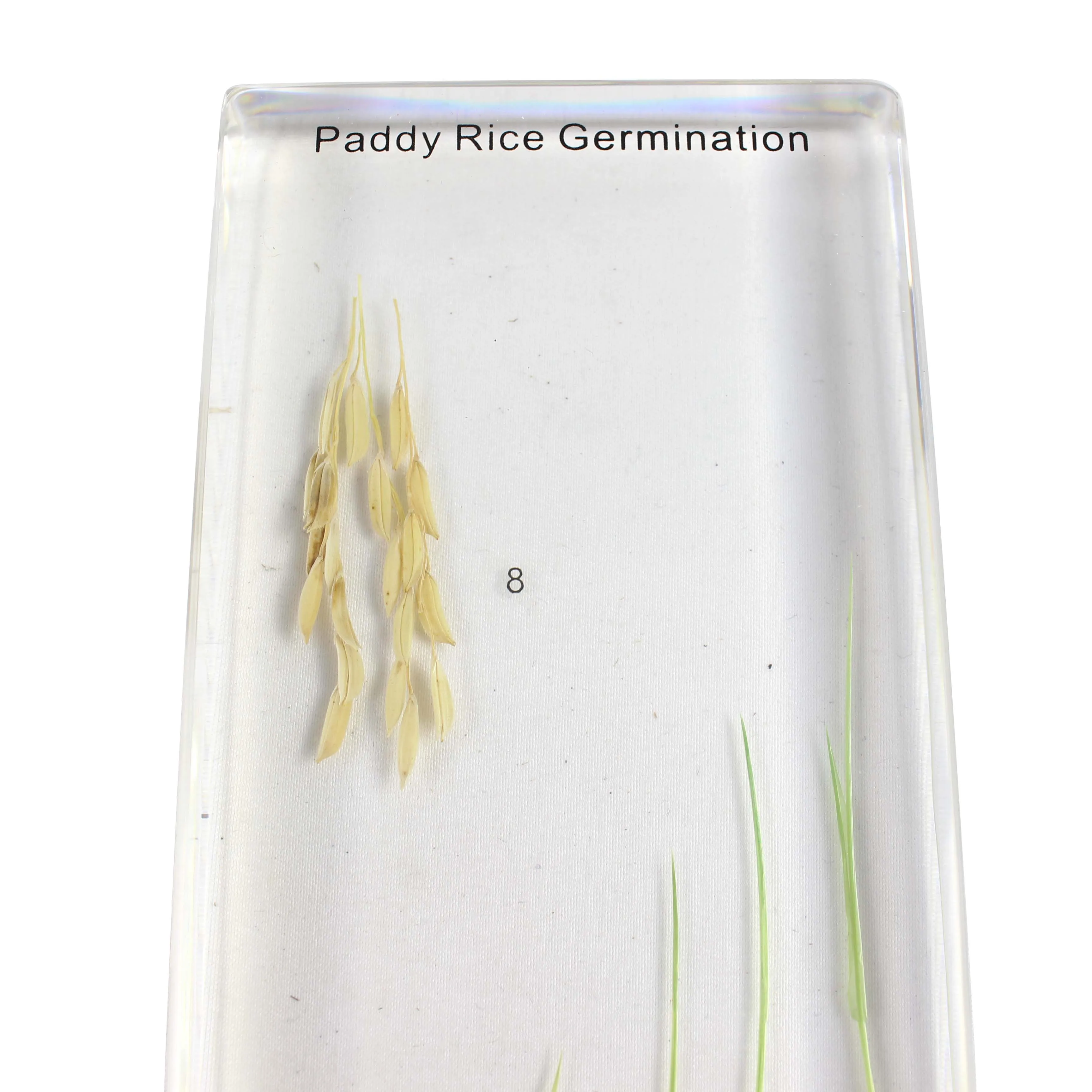 Paddy Rice Germination Agricultural Teaching of Plant Life Cycle Specimen