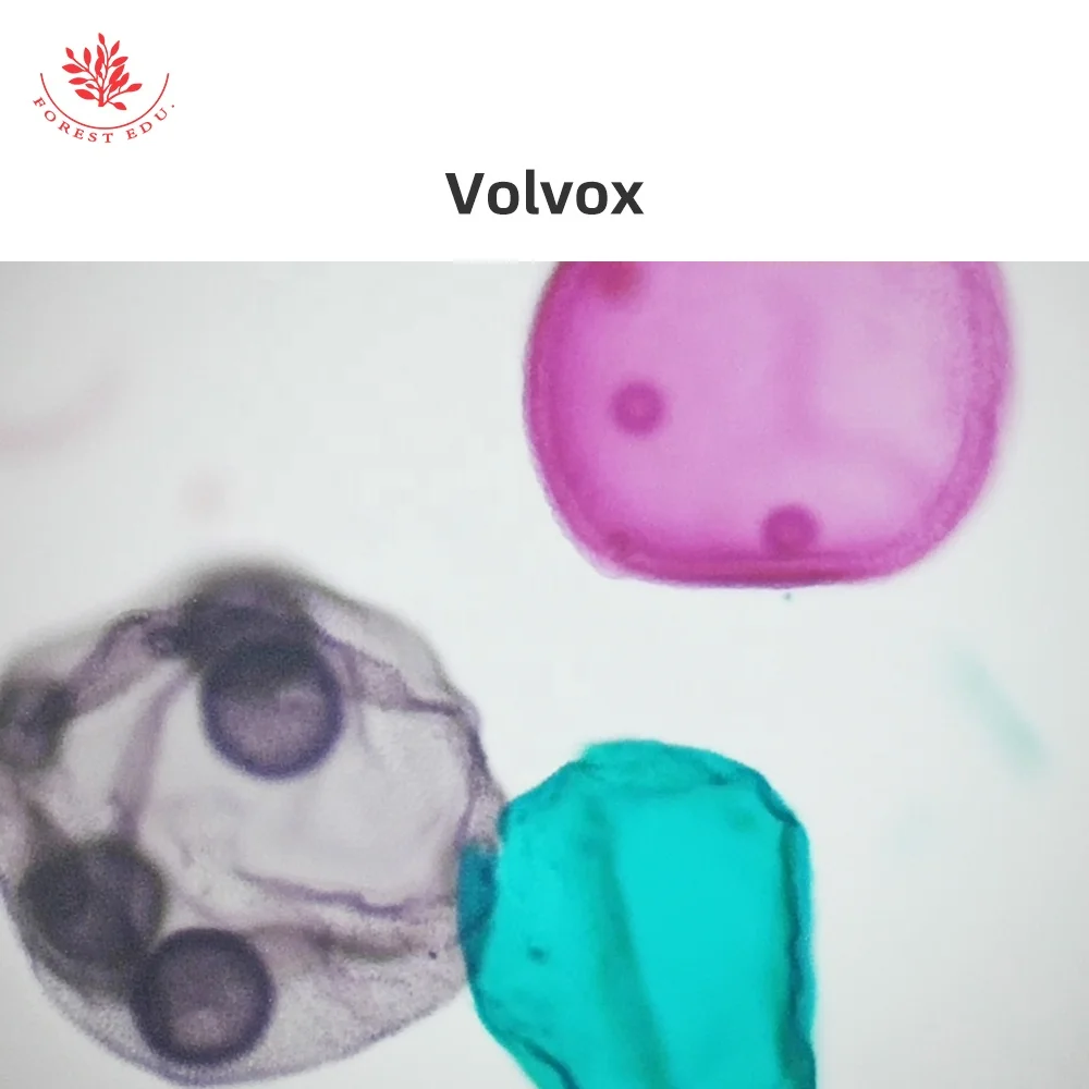 Microscope Slides 10Pcs Protozoa And Algae Slides Set Medical Science Microbiology Education Specimen Prepared Microscope Slides