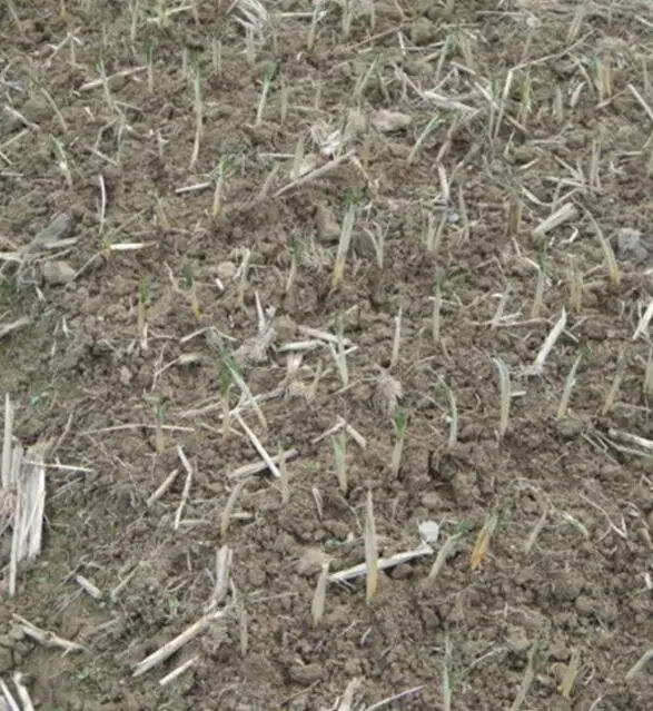 High quality flower Fresh saffron crocus bulbs for sale