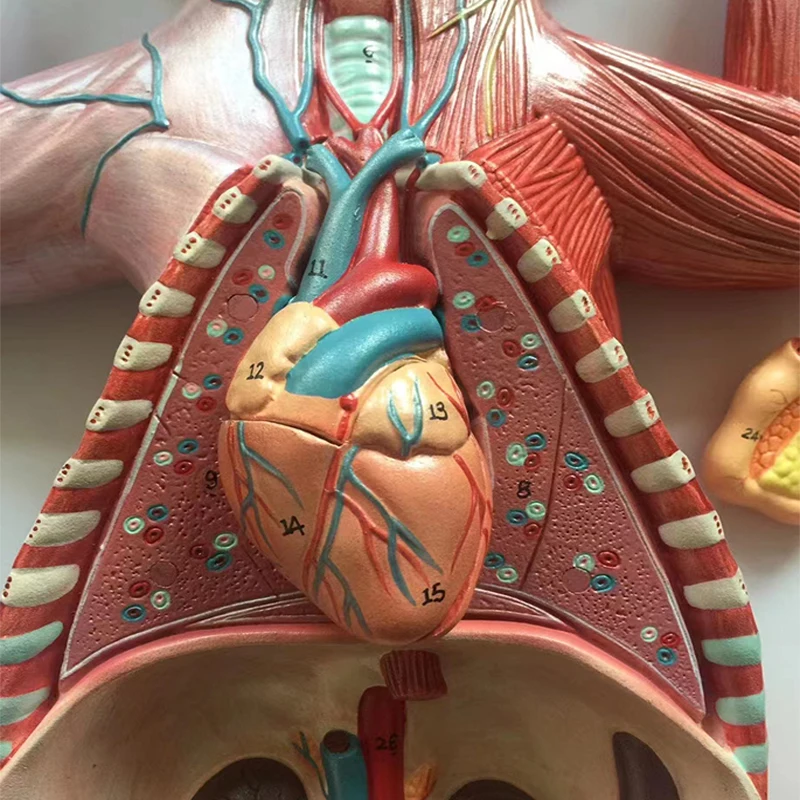 medical science cat anatomy model Cat Anatomy (Thoracic and Abdominal Organs) professional  medical for veterinary